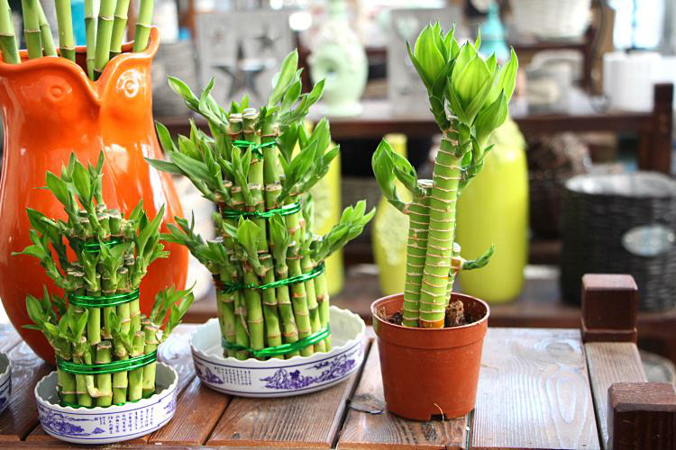 辦公室前臺放什么植物比較好，綠植擺放有哪些(圖1)