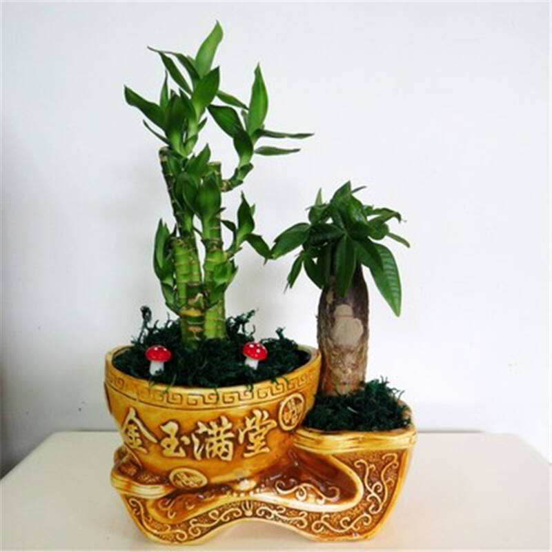 辦公室前臺放什么植物比較好，綠植擺放有哪些(圖2)